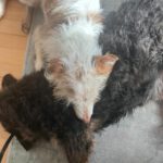 Mischling Johnie Ray, 01/2018, ca. 45 cm, 23824 Damsdorf