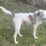 Mischling Johnie Ray, 01/2018, ca. 45 cm, 23824 Damsdorf