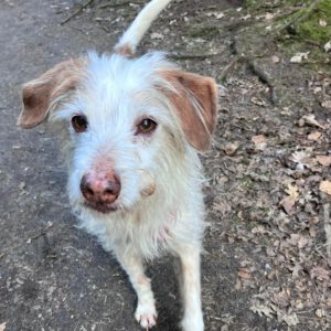 Mischling Johnie Ray, 01/2018, ca. 45 cm, 23824 Damsdorf