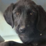 Mischling Joye, 11/2025, Endgröße ca. 55- 60 cm