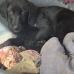 Mischling Joye, 11/2025, Endgröße ca. 55- 60 cm