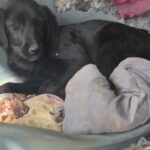 Mischling Joye, 11/2025, Endgröße ca. 55- 60 cm