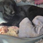 Mischling Joye, 11/2025, Endgröße ca. 55- 60 cm