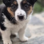 Mischling Justus, 01/2026, Endgröße ca. 48 cm