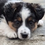 Mischling Justus, 01/2026, Endgröße ca. 48 cm