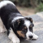 Mischling Justus, 01/2026, Endgröße ca. 48 cm