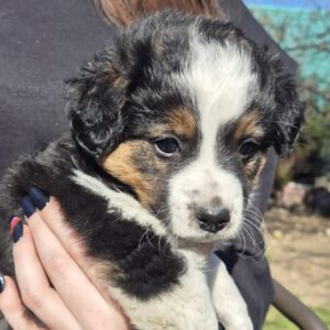 Mischling Justus, 01/2026, Endgröße ca. 48 cm