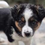 Mischling Justus, 01/2026, Endgröße ca. 48 cm