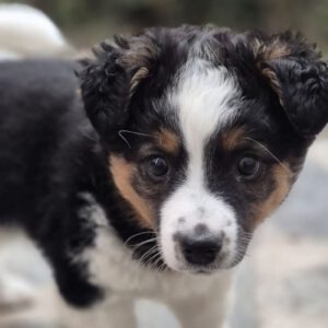 Mischling Justus, 01/2026, Endgröße ca. 48 cm