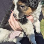 Mischling Justus, 01/2026, Endgröße ca. 48 cm