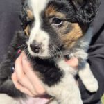 Mischling Justus, 01/2026, Endgröße ca. 48 cm