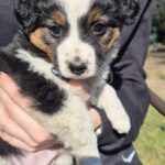 Mischling Justus, 01/2026, Endgröße ca. 48 cm