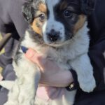 Mischling Justus, 01/2026, Endgröße ca. 48 cm