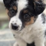 Mischling Justus, 01/2026, Endgröße ca. 48 cm