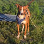 Podenco Kalle, 03/2024, ca. 53 cm