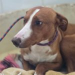 Podenco Kalle, 03/2024, ca. 53 cm