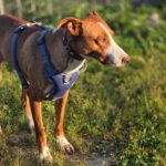 Podenco Kalle, 03/2024, ca. 53 cm