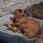 Podenco Kalle, 03/2024, ca. 53 cm