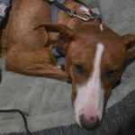 Podenco Kalle, 03/2024, ca. 53 cm