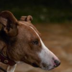 Podenco Kalle, 03/2024, ca. 53 cm