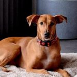 Mischling Kane,06/2022, ca. 55 cm, 24558 Ulzburg