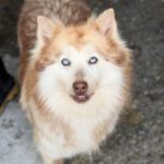 Pomsky Kate, 12/2023, ca. 40 cm