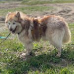 Pomsky Kate, 12/2023, ca. 40 cm