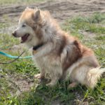 Pomsky Kate, 12/2023, ca. 40 cm