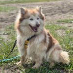 Pomsky Kate, 12/2023, ca. 40 cm