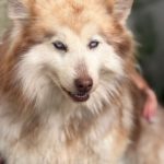 Pomsky Kate, 12/2023, ca. 40 cm