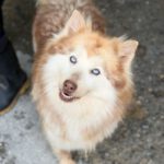 Pomsky Kate, 12/2023, ca. 40 cm