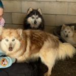 Pomsky Kate, 12/2023, ca. 40 cm