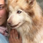 Pomsky Kate, 12/2023, ca. 40 cm