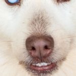 Pomsky Kate, 12/2023, ca. 40 cm