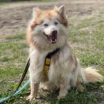 Pomsky Kate, 12/2023, ca. 40 cm