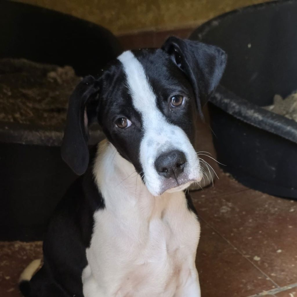 Mischling Kevin, 12/2025, Endgröße ca. 50- 55 cm