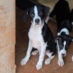 Mischling Kevin, 12/2025, Endgröße ca. 50- 55 cm