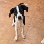 Mischling Kevin, 12/2025, Endgröße ca. 50- 55 cm