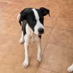 Mischling Kevin, 12/2025, Endgröße ca. 50- 55 cm