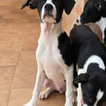 Mischling Kevin, 12/2025, Endgröße ca. 50- 55 cm