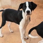 Mischling Kevin, 12/2025, Endgröße ca. 50- 55 cm