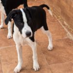 Mischling Kevin, 12/2025, Endgröße ca. 50- 55 cm