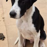 Mischling Kevin, 12/2025, Endgröße ca. 50- 55 cm