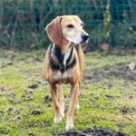 Sabueso Español Mischling Kira, 08/2020, ca. 48 cm, 24558 Henstedt Ulzburg