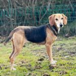 Sabueso Español Mischling Kira, 08/2020, ca. 48 cm, 24558 Henstedt Ulzburg