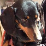 Dackel Kitty, 02/2023, ca. 25 cm, 50997 Köln