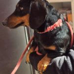 Dackel Kitty, 02/2023, ca. 25 cm, 50997 Köln