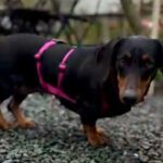 Dackel Kitty, 02/2023, ca. 25 cm, 50997 Köln