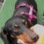 Dackel Kitty, 02/2023, ca. 25 cm, 50997 Köln