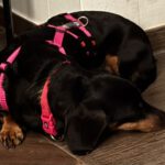 Dackel Kitty, 02/2023, ca. 25 cm, 50997 Köln